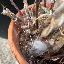 Image result for Ledebouria luteola