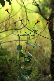 Image result for Hypericophyllum compositarum