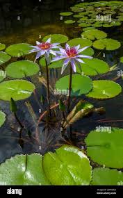 Image result for Nymphaea maculata