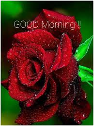 See more ideas about good morning images, best wishes messages, good morning. Best Good Morning Images With Rose Flowers Free Download Hd Good Morning