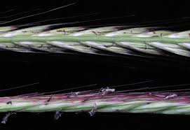 Image result for Enteropogon monostachyos