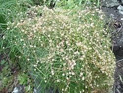 Image result for Cuscuta planiflora
