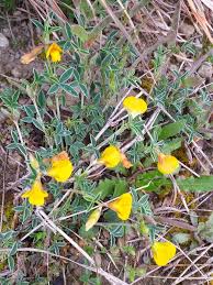 Image result for Argyrolobium stolzii