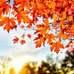 Health & Wellness | Happy Thanksgiving! event image