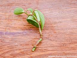 Peperomia has round, smooth, dark green leaves and short, somewhat brittle stems, seldom growing taller than 12 inches (fig. Pruning Propagating A Baby Rubber Plant