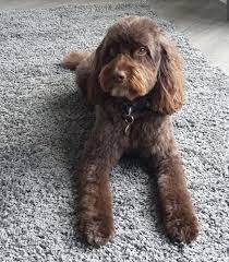 27 Best Cockapoo Haircut Pictures Page 2 Of 7 The Paws In 2021 Cockapoo Haircut Cockapoo Black Cockapoo
