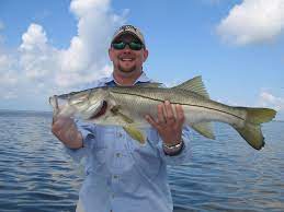 It's not uncommon to catch a five pound snook on any given day. Snook Fishing In Tampa Bay Cast Away Charters