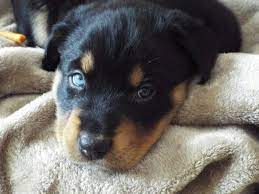 Shelters are always full of mismatched mixed breeds. This Is My New Puppy Husky Rottweiler Mix Aww