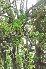 Image result for Phytolacca dioica