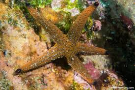 Image result for Gymnosporia tenuispina