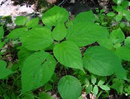 Image result for Laportea ovalifolia