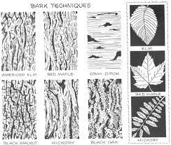 How To Draw Trees Bark Twigs Leaves And Foliage Drawing Tutorial Page 2 Of 2 How To Draw Step By Step Drawing Tutorials Trees Drawing Tutorial Tree Drawing Texture Drawing Here is a showcase of 50 high quality free.
