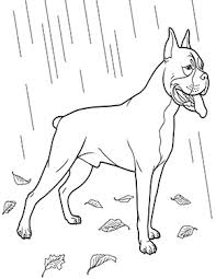 Ausmalbild Boxer Im Regen Zum Ausdrucken