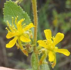 Image result for Triumfetta digitata