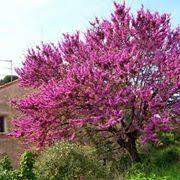 Alberi con fiori rosa cercis siliquastrum o albero dell'amore. Alberi A Fiore Rosa