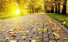 autumn leaves on the path in the park beautiful nature landscapes desktop wallpapers awso autumn wallpaper hd landscape wallpaper desktop background nature