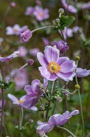 Pink Japanese Anemone Pink Garden Shade Flowers Anemone