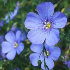 Perennial Blue Flax Seeds Flower Seeds In Packets Bulk Eden Brothers