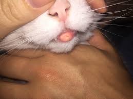 It will probably be a very simple thing to cure. Swollen Bottom Lip Please Advise If You Can Thecatsite