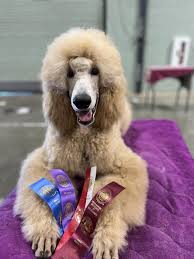 Valentino's Show Debut