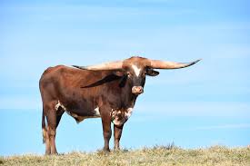 Everything You Need To Know About Texas Longhorn Horn Length
