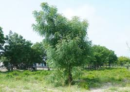 Image result for Azadirachta indica