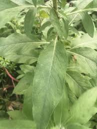 Image result for Blumea