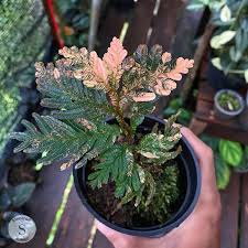 Image result for Selaginella versicolor