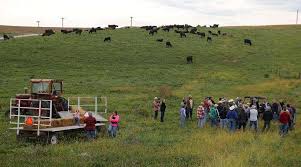 Mob grazing' helping Iowa cattle producers, pastures