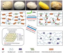 Find the perfect muga silk stock photo. Formic Acid Regenerated Mori Tussah Eri Thai And Muga Silk Materials Mechanism Of Self Assembly Acs Biomaterials Science Engineering X Mol