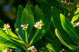 Image result for Gerrardinaceae