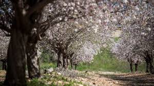 Resultado de imagem para CAMPO FLORIDO EM ISRAEL