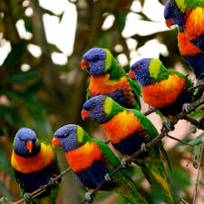 Pin On Birds Parrots Cockatoos Lorikeets Macaws Parakeets And Relatives