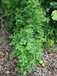 Image result for Flueggea