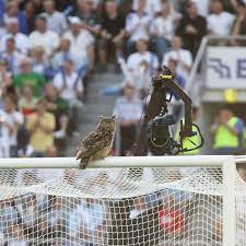 A famous icon of the finnish national footballteam, an owl called bubi, disturbing a match between finland and belgium. Escape To Suomi On Twitter On This Day In 2007 Bubi The Eagle Owl Flew Into The Olympiastadion During The Win Against Belgium And The Huuhkajat Were Born Https T Co Bisi4jsaif