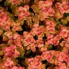 Image result for Rotala filiformis