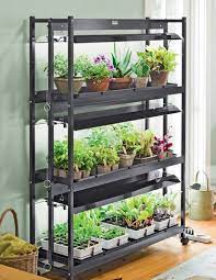 Indoor Vegetable Garden Tips Starting Vegetable Gardens From Seeds Indoors Indoor Vegetables Growing Vegetables Growing Lettuce Indoors