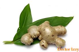 Karna keunggulan rootstock(batang bawah) pertumbuhan keunggulan & kekurangan: Cara Menanam Halia