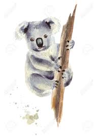 Tree silhouette draw silhouette of your tree. Koala Bear Sitting On A Tree Branch Isolated On White Background Stock Photo Picture And Royalty Free Image Image 94201590