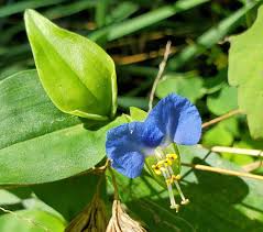 Image result for Commelina schweinfurthii