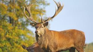 Red deer | Somerset Wildlife Trust