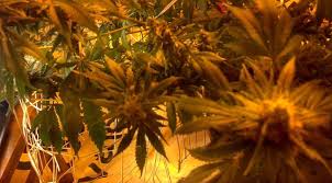 General Hydroponics Flora Dwc Feeding Schedule Weed Co Za