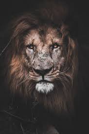 It's a whole lot quicker to start with a great presentation design. Cool Lion Hd Wallpapers 2020 Broken Panda