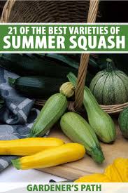 White scallop squash is a very ancient native american heirloom squash, grown by the northern indians for hundreds of years. 21 Of The Best Summer Squash Varieties Gardener S Path