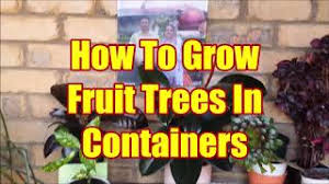 We did not find results for: How To Grow Fruit Trees In Pots