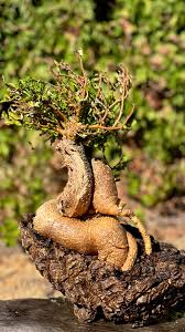 Image result for Kedrostis nana