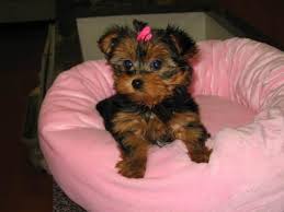 Puppies for sale from dog breeders near florida. Teacup Micro Yorkie Puppies For Sale Florida