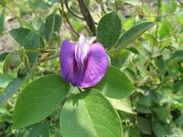 Image result for Centrosema