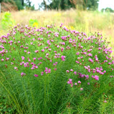 Image result for Vernonia jelfiae