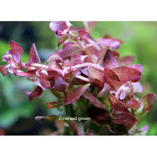 Image result for Ludwigia senegalensis